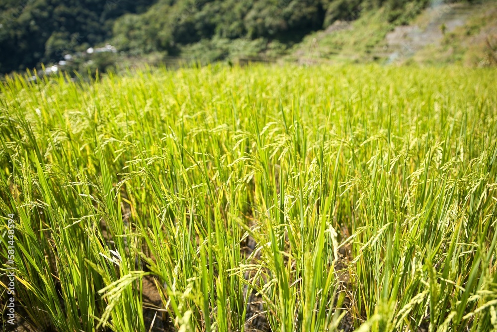 A rice terrace of Banaue in the Philippines, young rice plants in focus in the foreground.