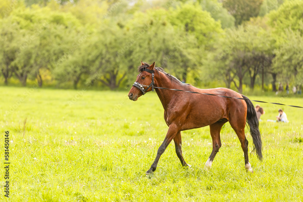 portrait of a chestnut horse in a summer field portrait of a chestnut horse in a summer field
