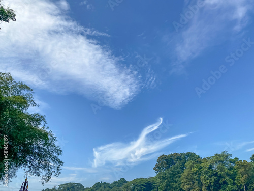 Greenery forestry against blue sky at Ragunan Public Zoo, Jakarta - Indonesia. photo