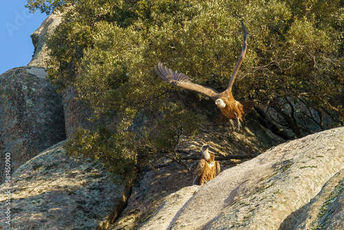 Pair of vultures in the nest on a rocky outcrop, one of them flying with a tree in the background © Gustavo Palacios