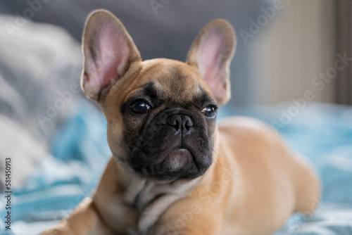 Fototapeta Naklejka Na Ścianę i Meble -  French bulldog puppy face