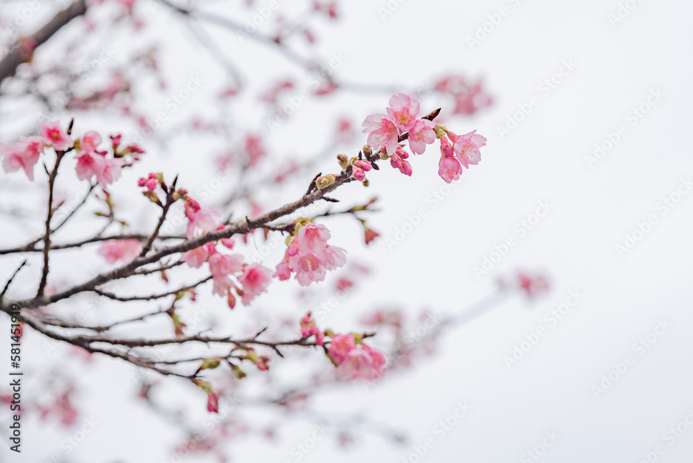 봄날의 벚꽃 