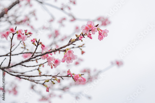 봄날의 벚꽃 