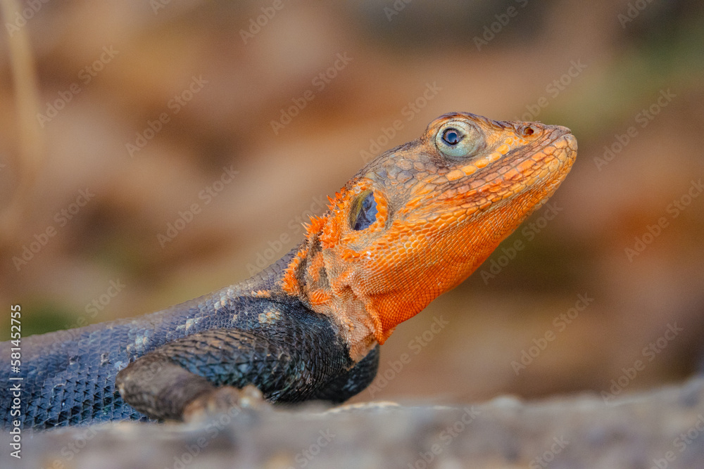 A male agama lizard on a volcanic rock at Nakuru, Kenya A male agama lizard on a volcanic rock at Nakuru, Kenya