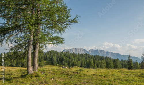 Beautiful summer alpine landscape with grass and two pine trees in the foreground at the left side and forest and mountains in the background.