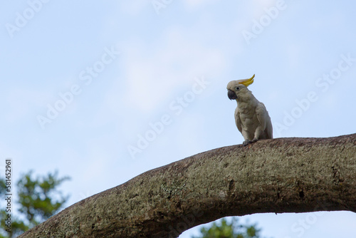 Yellow Crested Cockatoo on tree