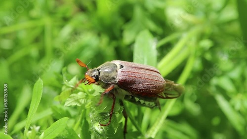 Melolontha in the summer forest, cockchafer, may beetle, may insects, Maybug photo
