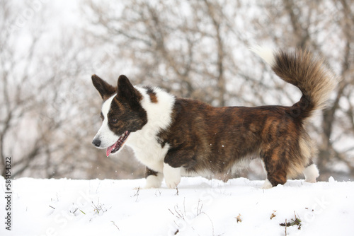 Nice welsh corgi cardigan in winter