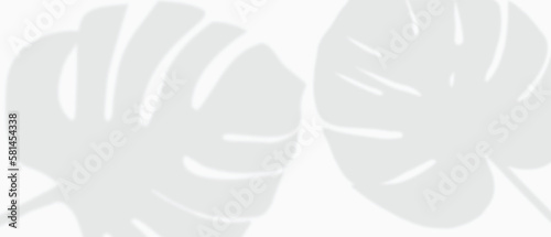 White background with tropical monstera blad leaves shadows