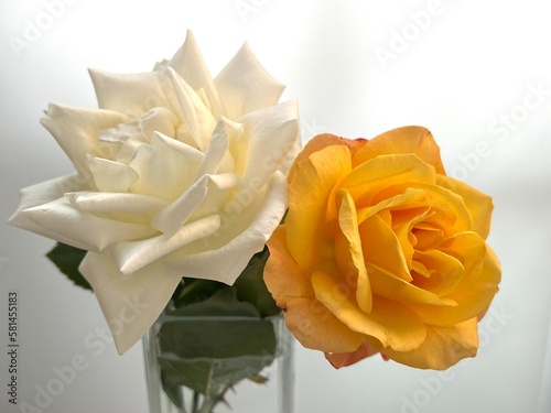 yellow and white roses 