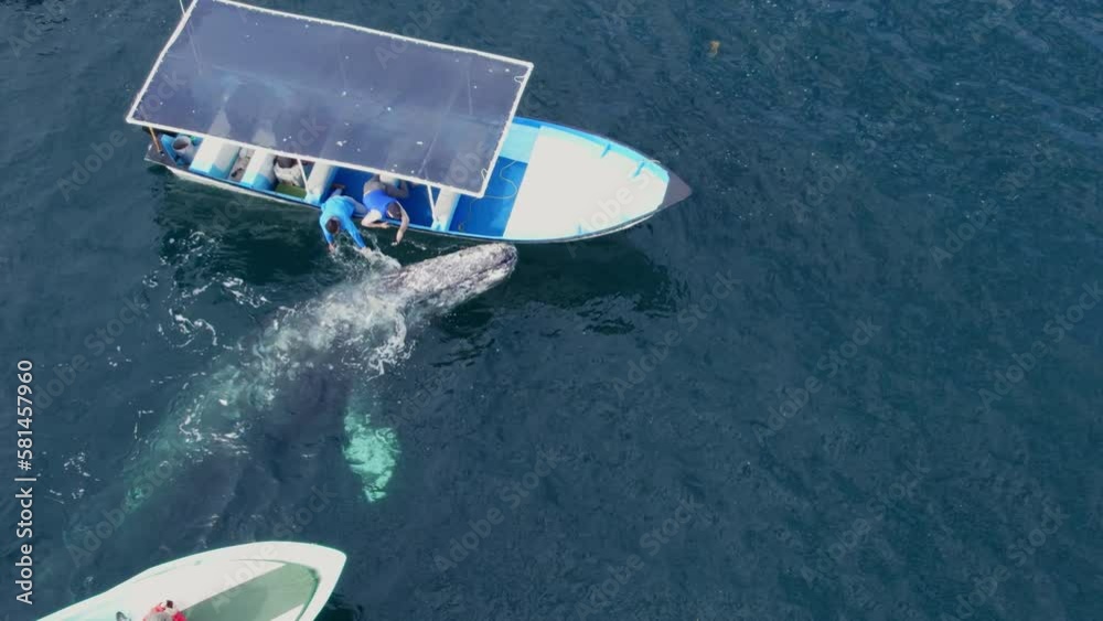 Two whales mating near boat in Guerrero negro bay. Whale watching tour in Baja California, Mexico. Bird eye view of whales in blue sea. Whale fountain. Gray Whale Family socialize, sex and rub against