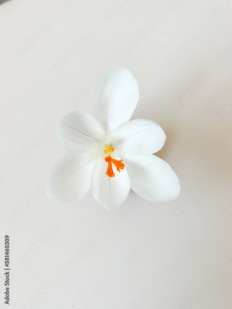 Spring blooming fragile crocus white sunlight flowers Spring blooming fragile crocus white sunlight flowers