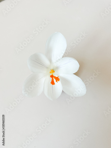 Spring blooming fragile crocus white sunlight flowers