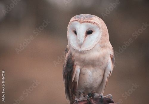 Tyto alba