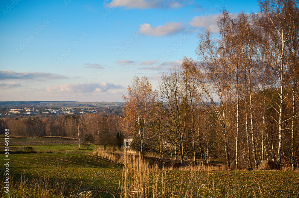 Fototapeta premium A cluster of early autumn trees against a hill against a blue sky