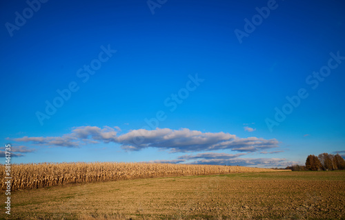 Blue sky over dry corn field