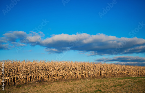 Blue sky over dry corn field