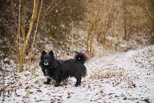 Black dog on the road in the forest in winter time