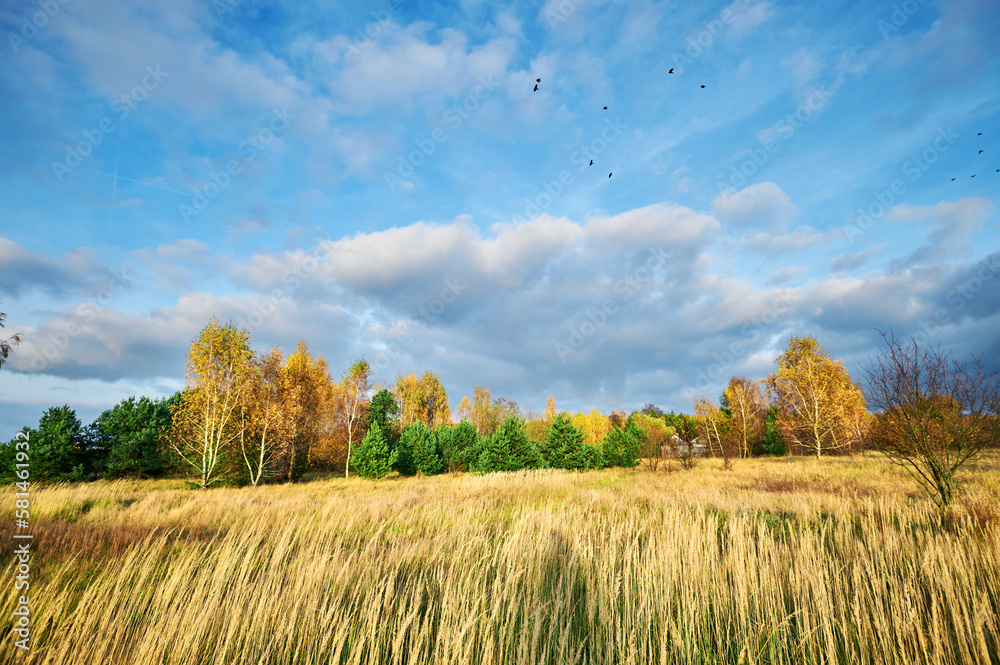 Autumn landscape of a meadow overgrown with dry grass against the background of yellow birches.