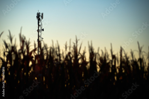 A cellphone mast protruding above a cornfield