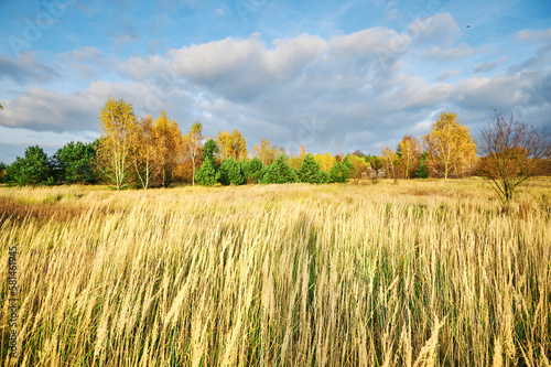 Autumn landscape of a meadow overgrown with dry grass against the background of yellow birches.