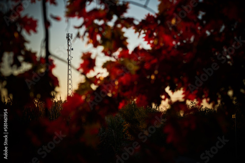 Cell phone mast between red oak leaves.