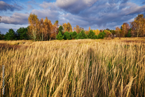 Autumn landscape of a meadow overgrown with dry grass against the background of yellow birches.