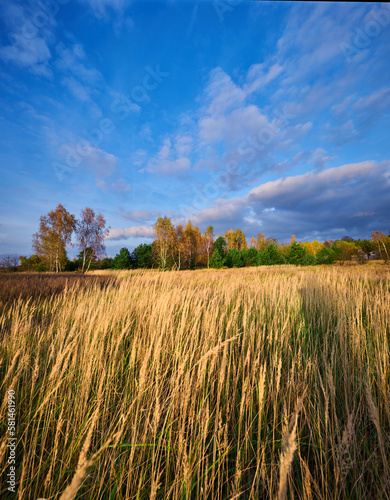 Autumn landscape of a meadow overgrown with dry grass against the background of yellow birches.