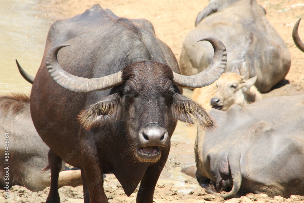 Obraz premium water buffalo