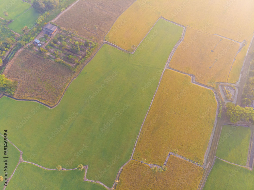 Fototapeta premium Aerial view morning sun rise on rice plantation field with coconut palm tree