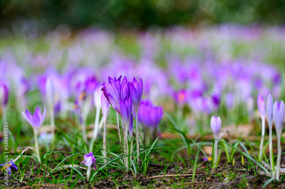 Krokusse auf Wiese Krokusse auf Wiese