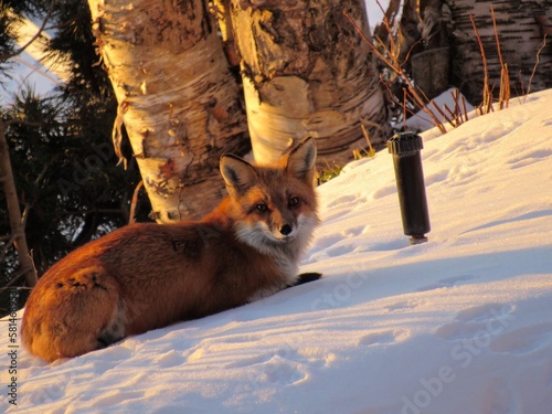 Red fox in the backyard