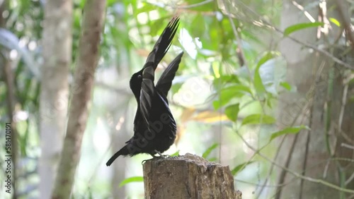 side view of a victoria's riflebird with wings raised in a courtship display at lake eacham in nth qld, australia