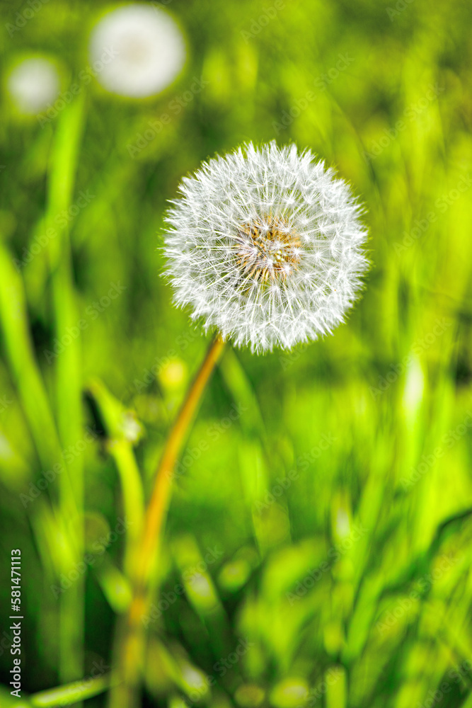Fototapeta premium Bursting with fertile posiibilities. A Dandelion ready to release its parachutes.