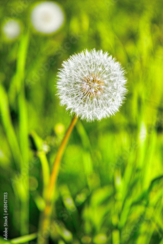 Bursting with fertile posiibilities. A Dandelion ready to release its parachutes.
