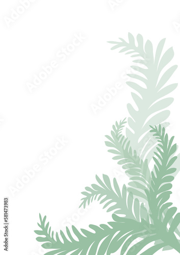 feuilles de fougère vert gris clair sur fond blanc