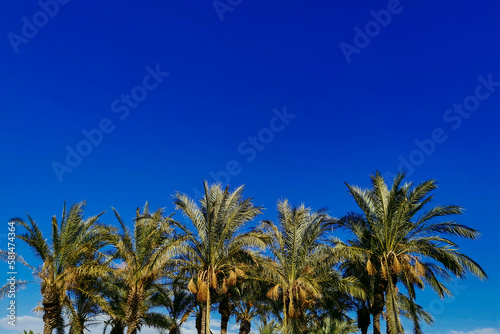 Coconut palm trees © Vagengeim