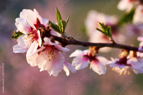 Pink almond tree blossoms in spring