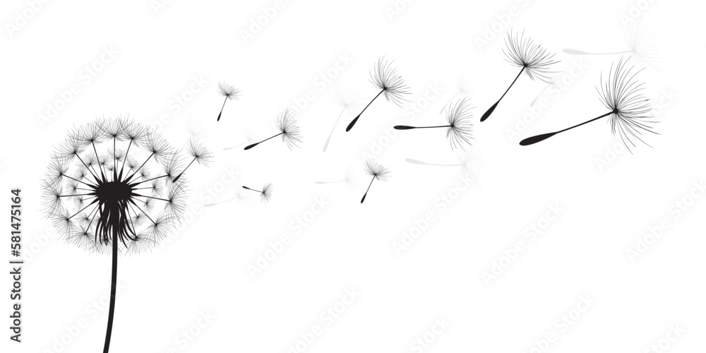 Vector illustration dandelion time. Black Dandelion seeds blowing in the wind. The wind inflates a dandelion isolated on white background.