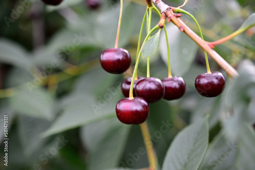 A bunch of cherries hanging on a cherry tree with green leaves on background, macro