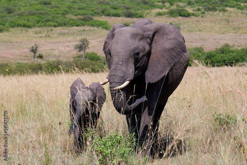 Baby elephant walks with mom through grass in the Maasai Mara, Kenya © TYouth