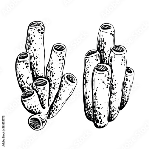 Marine sponges are tubular. Isolated object drawn by hand in graphic technique. Vector illustration for beach, summer, nautical decoration and design.