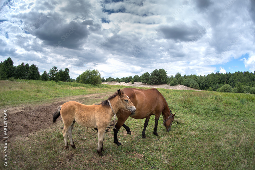 A horse and foal are grazing in a meadow on a hot sunny summer day under a high cloudy sky.