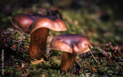 A group of mushrooms growing in woodland environment 