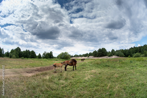 A horse and foal are grazing in a meadow on a hot sunny summer day under a high cloudy sky. © baxys