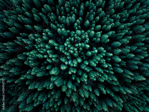 Green spruce forest from above, aerial shot