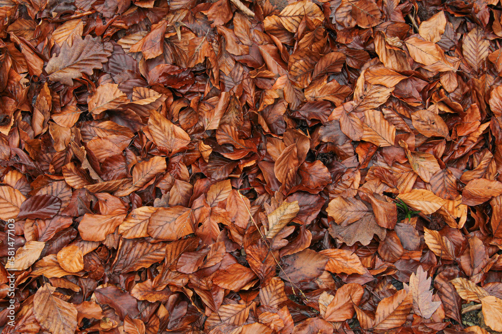 Fallen wet brown autumn leaves on the ground. Old leaf pattern background