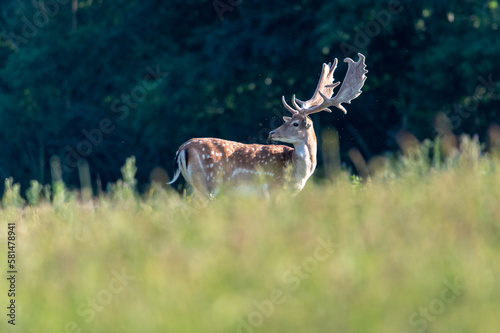 Fototapeta Naklejka Na Ścianę i Meble -  Fallow Deer (Dama dama) on a meadow or in a forest in the Czech Republic