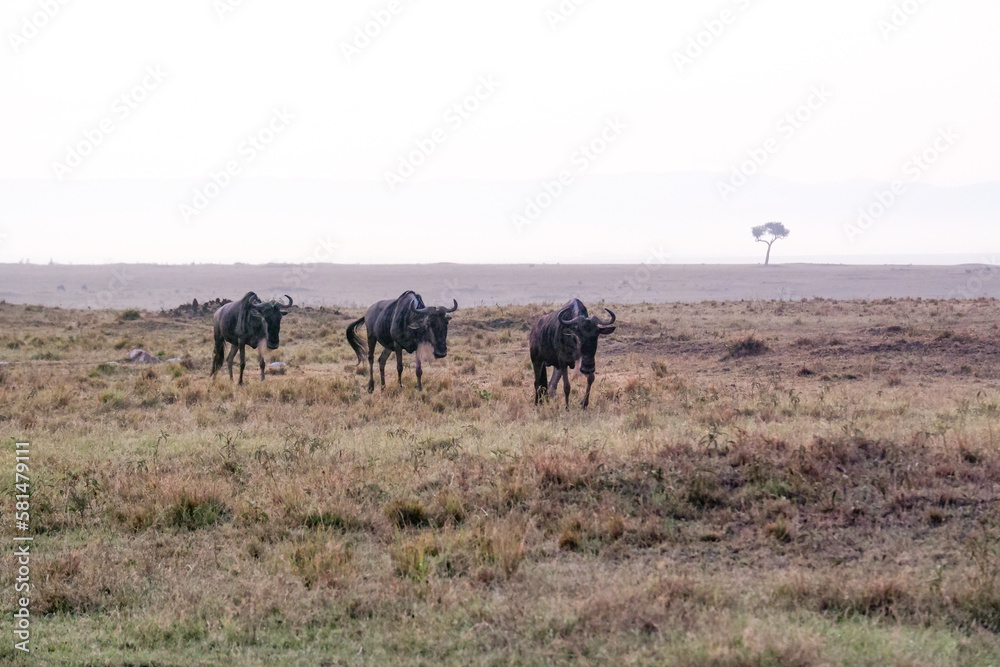 Non-migratory wildebeest walk the savanna in the Maasai Mara