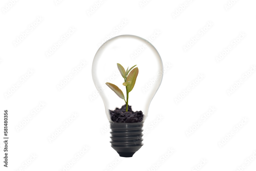 Growing plants in bulbs (business growth idea) Growing plants in bulbs (business growth idea)